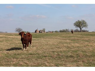 Tract 12 - LAND & MINERAL ACRES OKLAHOMA AUCTION, 588+/- Land & Producing Mineral Acres offered in 24 Tracts in Okmulgee County